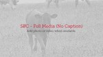 SBC - Full Media (No Caption) Template